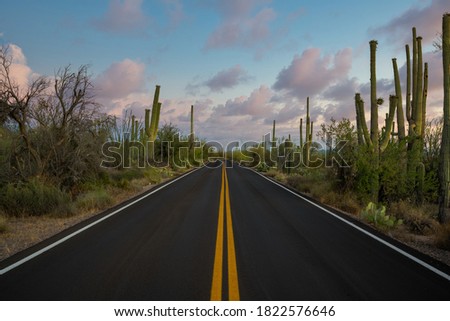 Beautiful Saguaro cactus along Kinney Road at sunset in Arizona Royalty-Free Stock Photo #1822576646