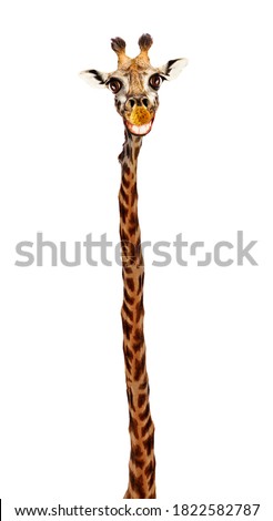 Giraffe head with big toothy smile and extra long neck isolated on white