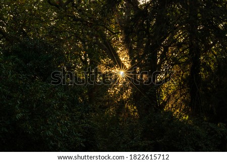 Beautiful rays of sunlight through colorful leaves in the early morning make the beginning of the day a happy day with the relaxing atmosphere of autumn and fall in urban parks Royalty-Free Stock Photo #1822615712
