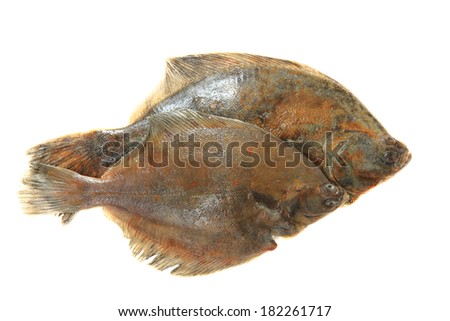 flatfish isolated on the white background
