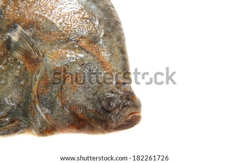 flatfish isolated on the white background