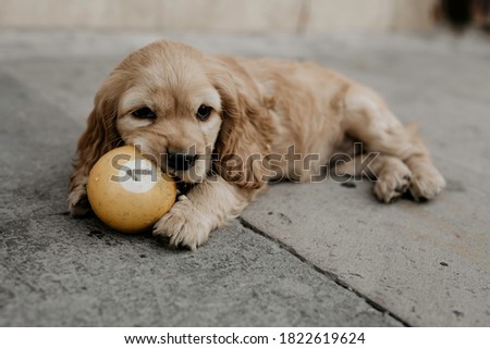 small beige cocker spaniel puppy playing and a yellow ball with number one on it Royalty-Free Stock Photo #1822619624