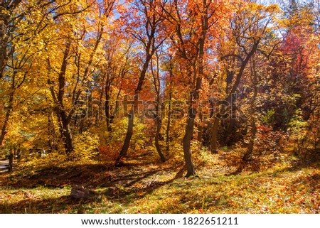 Fourth of July Campground forest in autumn