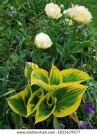 Bright yellow host of the Liberty variety and white peony tulips in the spring garden