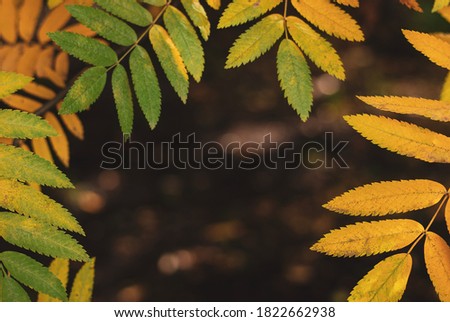 Autumn leaf frame. Yellow and green rowan leaves across dark 
blurred background, selective focus