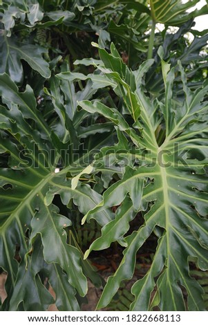 The green leaves of the Monstera philodendron plant in the wild. Abstract tropical green forest. Monstera green leaf background