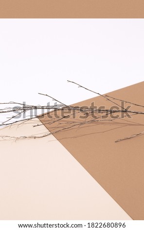 Stylish Fall Winter  minimal background with autumn brunch decor. Trendy pastel beige brown color shades.