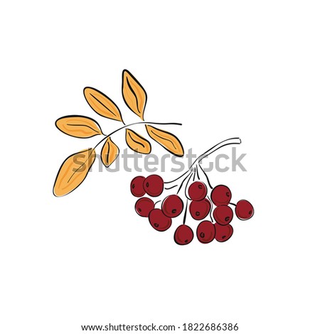 Autumn hand drawn rowan branch with ripe berries and leaves isolated on white background. Rowan. Vector illustration.