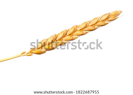a bright closeup of a golden ripe dinkel hulled wheat Spelt Spelt (Triticum spelta dicoccum) rye grain relict crop health food ready for harvest isolated on white Royalty-Free Stock Photo #1822687955