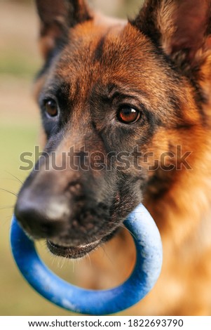 Portrait of a German shepherd with a blue ring in the mouth. Purebred dog.	