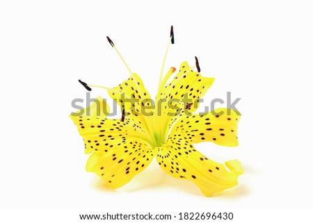 tiger Lily on a white background close-up. isolate
