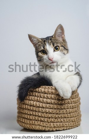 European cat in a jute rope basket