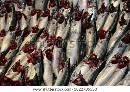 fresh bonito fishes with red gills in the fish market
