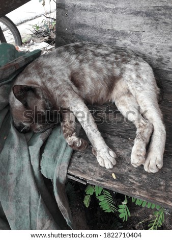 A gray cat sleeping on a wooden chair