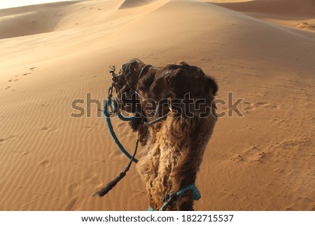 Picture of Camel in the Sahara Desert in Morocco. 