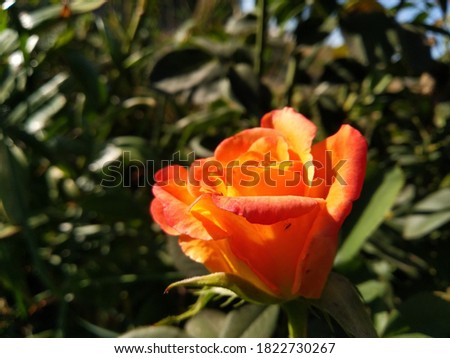 Hybrid Tea Rose 'Circus' in sunlight. Orange pink yellow rose 