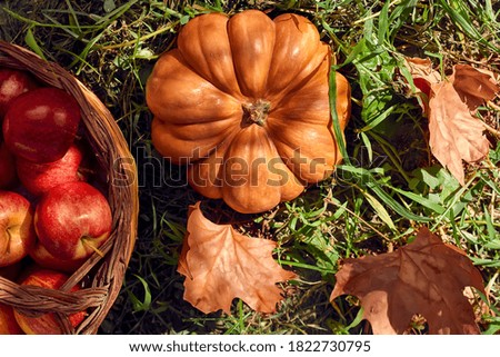 Pumpkin, basket with apples and maple leaves in the garden. Thanksgiving and Halloween postcard. Autumn season. Top view
