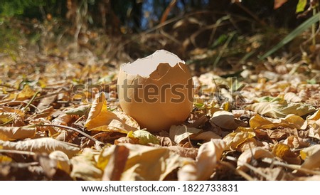 Eggshell on autumn foliage. Autumn picture