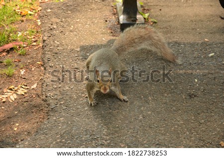 Grey squirrel under the bench in the park 