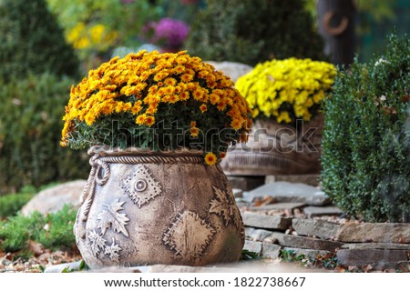 Crysanthemnum flower pot. Fall garden decor plant at house porch or patio. Stone container with orange bouquet. Elegant bush for outdoor landscape arrangement