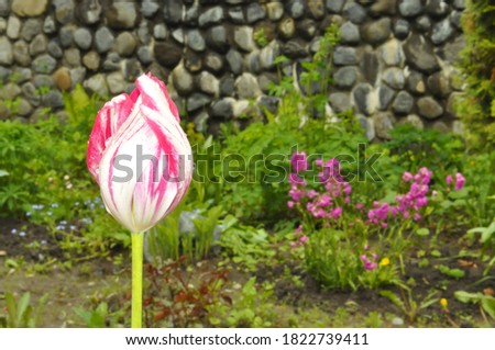 Pink and white tulip with dew drops on petals