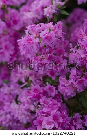 Pink rhododendron flowers on fresh rhododendron bushes during spring time in Eastern Europe.