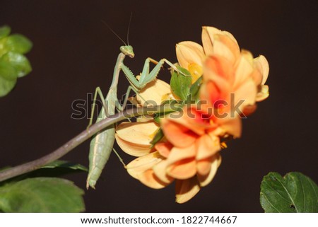
A praying mantis crawling on an orange stem of a dahlia