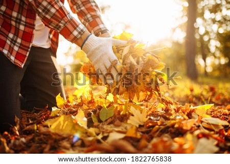Close up of a male volunteer rakes and grabs a small pile of yellow red fallen leaves in the autumn park. Cleaning the lawn from the old leaves. Gardening and seasonal communal work concept. Royalty-Free Stock Photo #1822765838