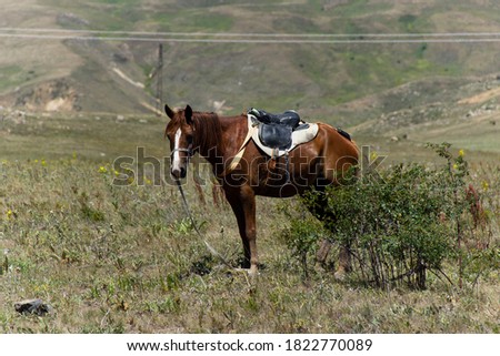 brown horse standing in high grass outside