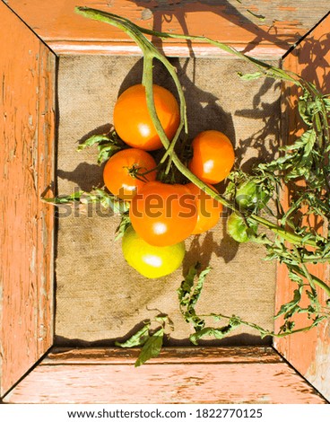 A branch of orange tomatoes lying on an old burlap inside an old wooden brown frame.