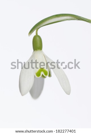 Spring snowdrop flower isolated on white background 