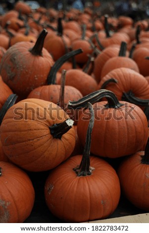 a batch of picked pumpkins Royalty-Free Stock Photo #1822783472