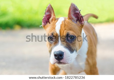 portrait of puppy of American Staffordshire Terrier with cropped ears. breed standards. pet care. stitches after surgery in dog. copy space, text