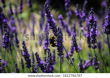 Lavender flowers and bumblebees close up view, England