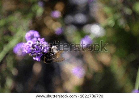Lavender flowers and bumblebees close up view, England