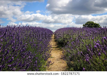 Lavender fields general view, South of London, England