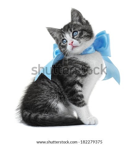 Kitten with a bow isolated on white background