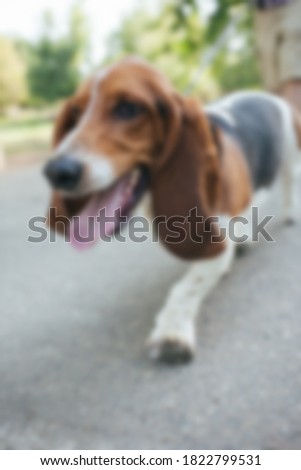 Abstract blur background of basset hound dog walking outdoors. 