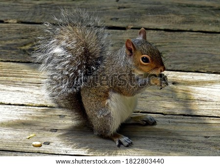 Portrait of a squirrel eating a peanut