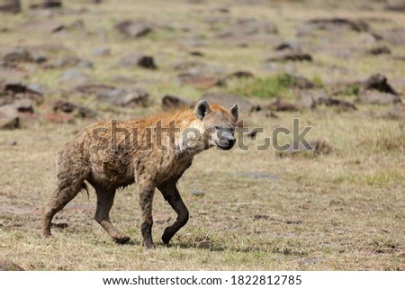 Hyena in Maasai Mara Game Reserve