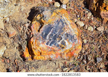 Petrified Wood close up, colorful shades of red, orange, purple, yellow and grey example of fossilized mineralization and permineralization and replacement, along the Escalante Petrified Forest State 