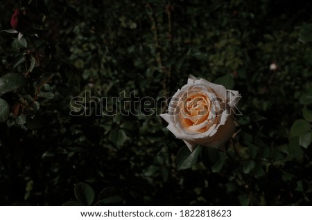 Light Cream Flower of Rose 'Queen Nefertiti' in Full Bloom
