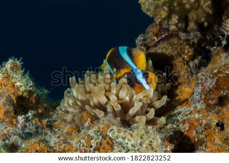 Clown fish a cuple at the clear waters of the red sea coral reef