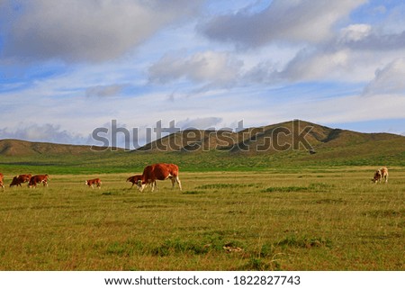
The cattle are eating grass on the grassland