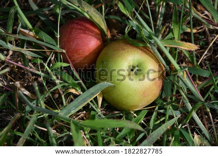 Two apples on the ground. Picture taken in St. Charles, Missouri.