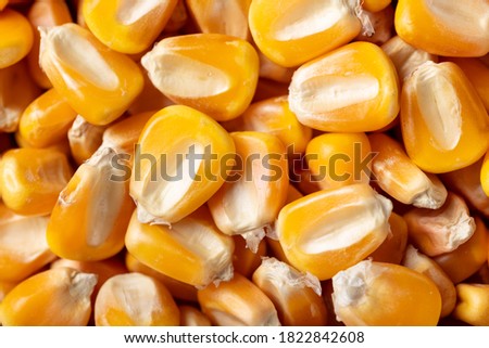 Close up of dried corn in full screen.