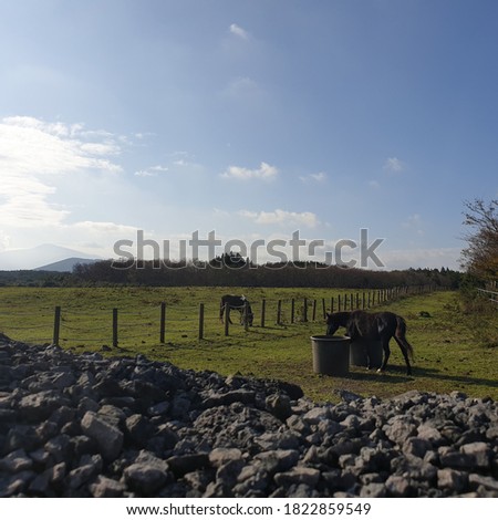 a picture of the refreshingness of the autumn sky and horses