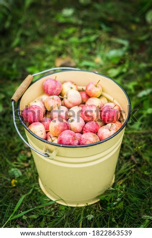 Freshly harvested apples in bucket on the lawn. Selective focus. Shallow depth of field.
