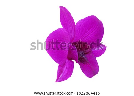    Beautiful orchid flower with isolated on white background and natural background.  Bouquet of purple and pink.                            