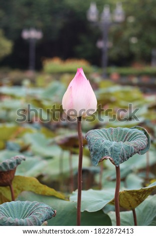 Close up of pink lotus flowers in full bloom Soft blur background